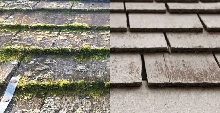 A cedar shake roof in two halves: moss packed into the keyways and along the butt lines on the left, the same shakes clear on the right