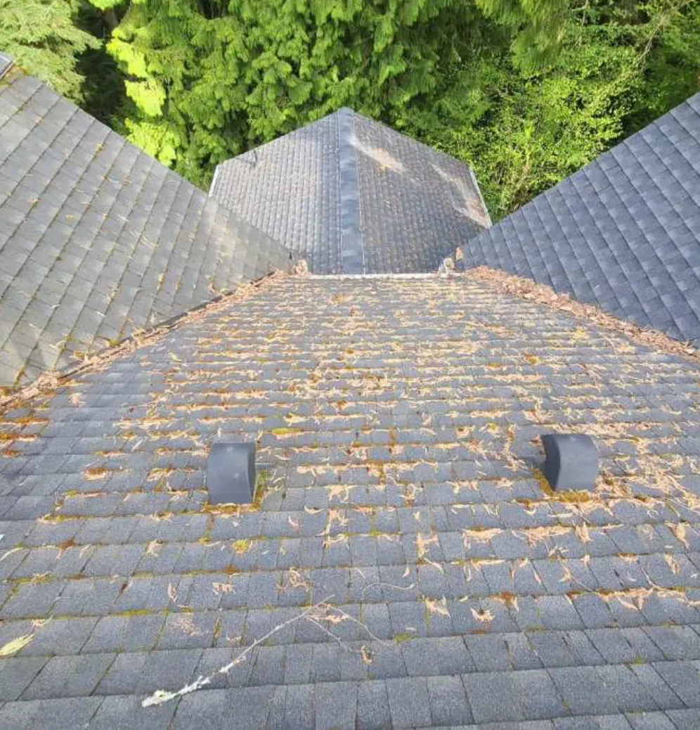 Before: an asphalt shingle roof with needle litter and moss packed along the courses and into the valleys