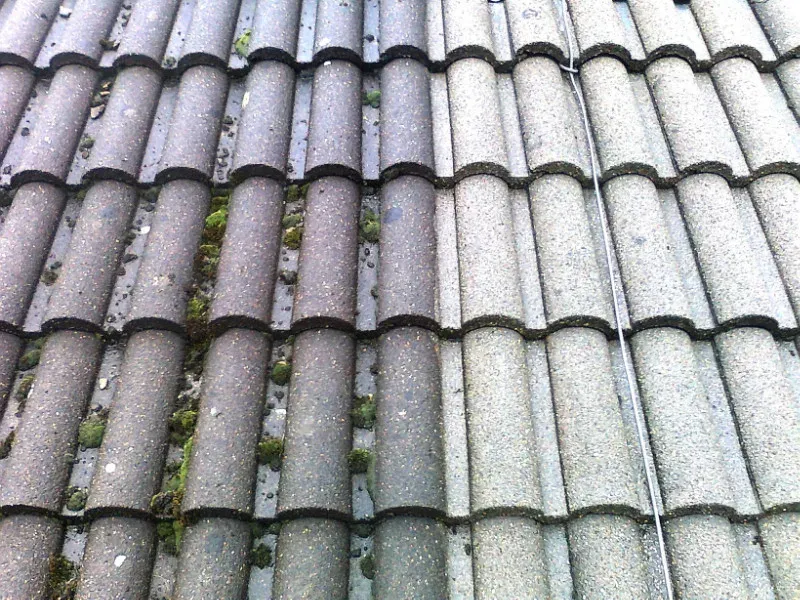 A concrete tile roof mid-job, cleared on one side and still green on the other